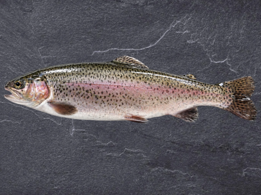 Forel (330g)