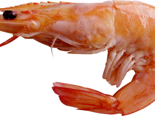 Gekookte gamba's 16/20 min. 250 gr